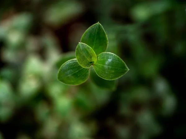 Φύλλα Υποβάθρου Της Φύσης Πράσινα Φύλλα Της Φύσης — Φωτογραφία Αρχείου