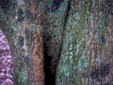 Kabuktan kabartmalı doku. Ahşap dokusunun panoramik fotoğrafı