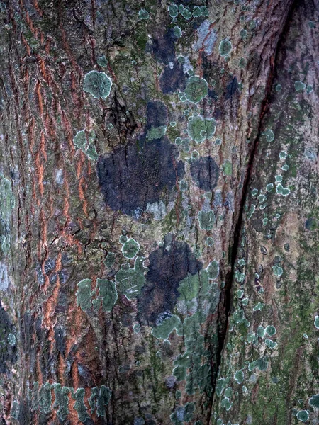 树皮上刻着纹理 木质部全景照片 — 图库照片
