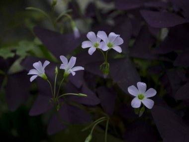Mor Oxalis nirengi çiçeği. Oxalis triangularis