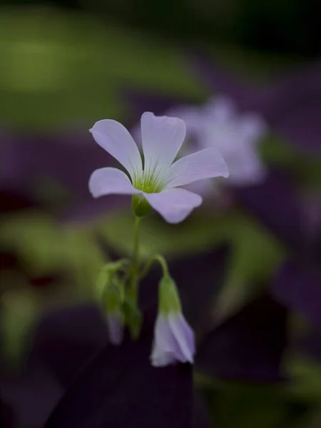 Fiore Oxalis Triangularis Viola Oxalis Triangularis — Foto Stock