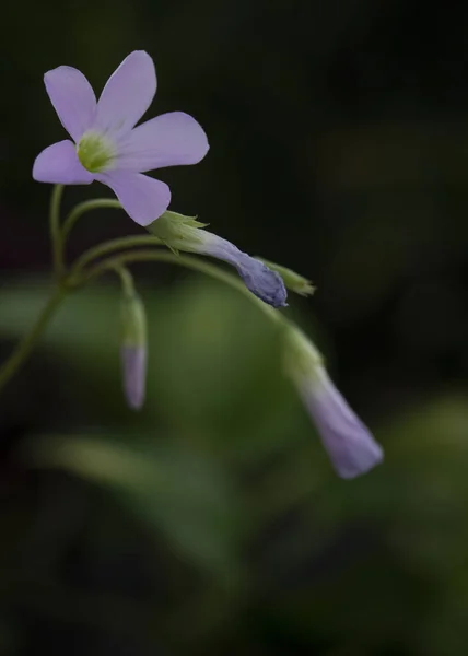 紫色のオキサリスの三角形の花 オキサリス三角形 — ストック写真