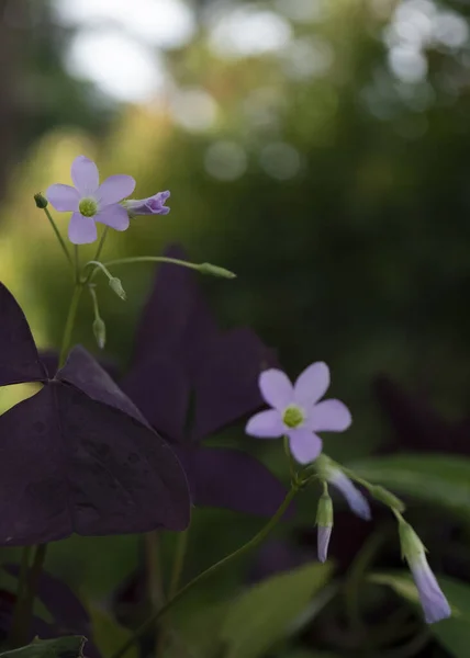 Flor Roxa Oxalis Triangularis Oxalis Triangularis — Fotografia de Stock