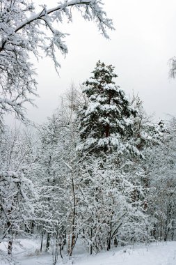 Bulutlu bir sabahta, kardaki uzun çamlar, bir şehir parkında