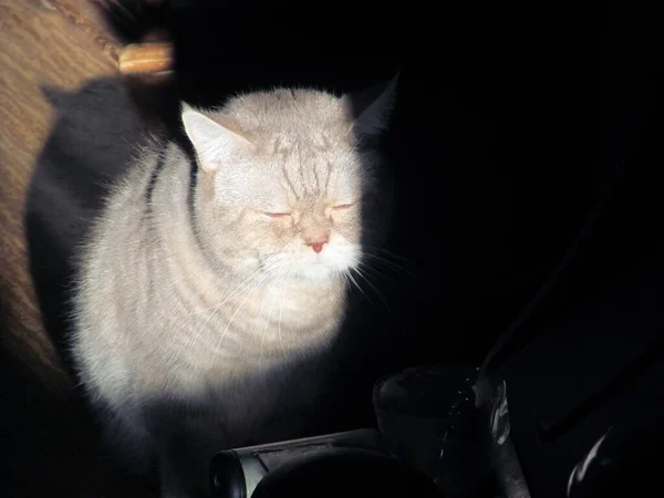 Шотландская Кошка Сидит Темной Комнате Лучах Солнечного Света — стоковое фото
