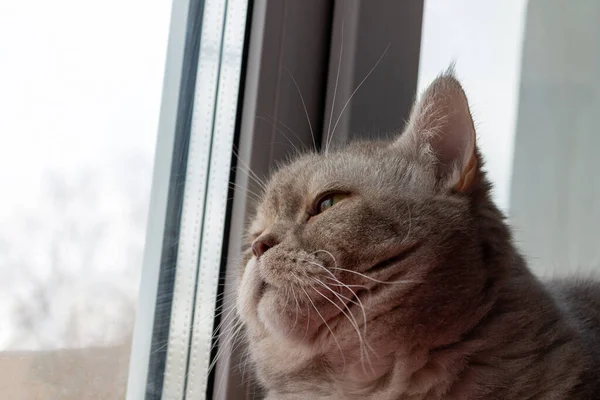 Britânico Lilás Gato Olha Para Fora Janela — Fotografia de Stock