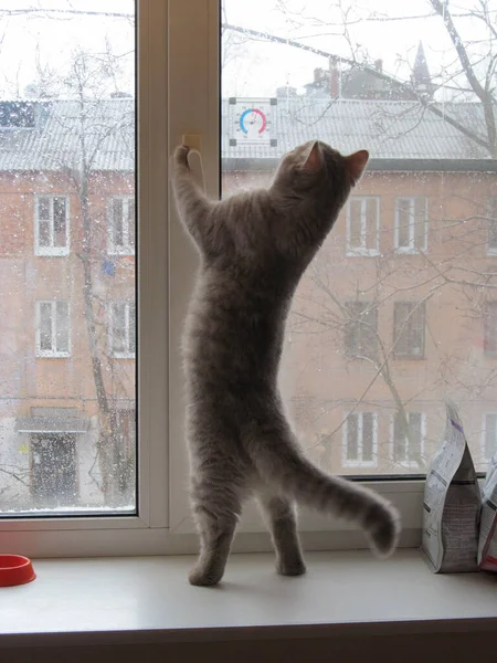 Молодая Шотландская Кошка Смотрит Дождь Через Окно — стоковое фото