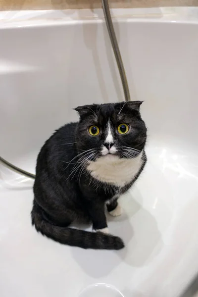 Preto Gato Dobra Senta Banho Branco — Fotografia de Stock