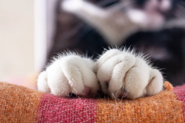 Лапы Черного Котенка Белыми Пальцами Крупным Планом — стоковое фото
