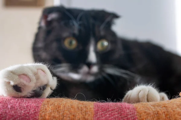 Poten Van Een Zwarte Kat Met Veelkleurige Vingertoppen Selectieve Focus — Stockfoto