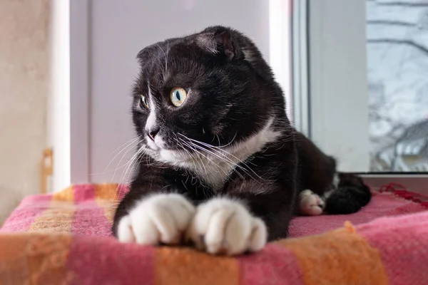 Zwart Lop Eared Kat Met Witte Poten Ligt Vensterbank — Stockfoto