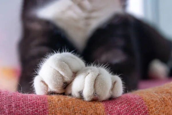 一只黑猫的爪子 毛毯上有白色的手指 — 图库照片