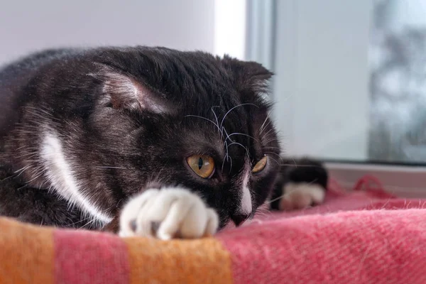 Симпатичная Молодая Черная Кошка Желтыми Глазами Лежит Красном Одеяле Место — стоковое фото