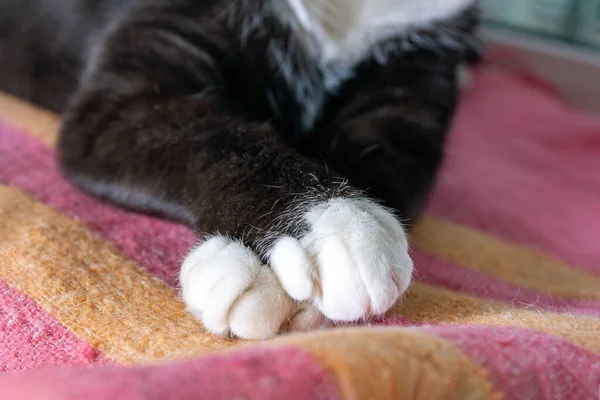 Patas Intrincadamente Dobradas Gato Preto Descansando Cobertor Vermelho Foco Seletivo — Fotografia de Stock