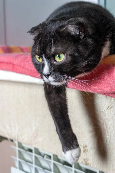Молодая Черная Серьезная Кошка Свисала Лапой Подоконника — стоковое фото