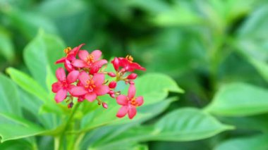 Vahşi Mısır yıldız kümesini kapatın, çiçek açmış yıldız çiçekleri, pastel renkler. Kırmızı çiçekler doğa tarlasında rüzgarla dalgalanıyor. Çiçekler arka planda çiçek açıyor. 