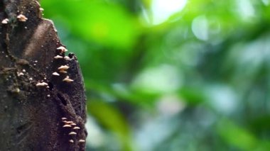 Kapalı mantarlar, Khao Yai Tayland 'daki metnin için boş alan yaratmak üzere bulanık yeşil doğa ormanlarına sahip eski kütüklerde yetişir. 4K soyut yeşil doğal ekoloji kavramı.