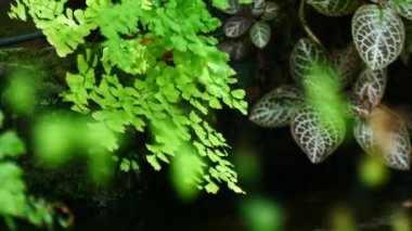 Arka plan için parlak mavi Bokeh ışıkları animasyonu. Kusursuz 4K soyut doku hareketi. 