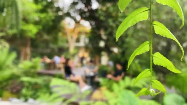 Primer Plano Hojas Helecho Verde Fresco Moviéndose Viento Jardín Con — Vídeo de stock