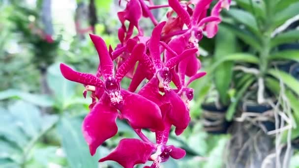 Close Beautiful Pink Vanda Hybrid Orchid Flowers Blooming Ornamental Garden — Vídeo de stock