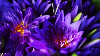 Yaz günü mor nilüfer çiçeklerini kapat. Lotus desenli duvar kağıdı arkaplanı.