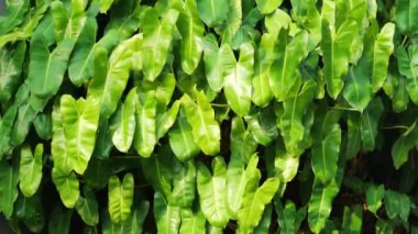 Philodendron, Philodendron erubescens, Red Emerald, Güzel kalp şeklinde yeşil yapraklar Philodendron desenli duvar kağıdı desenli arka plan.