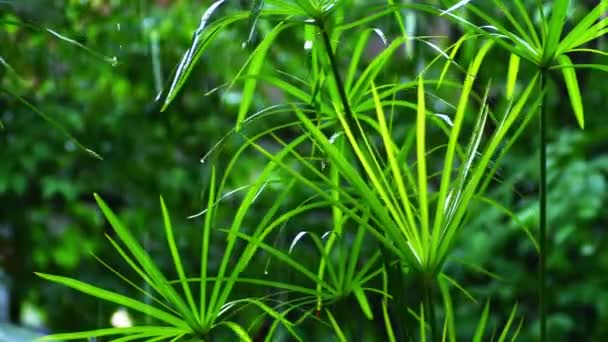 Close Raining Beautiful Emerald Green Tropical Wet Papyrus Plant Leaves — Stockvideo