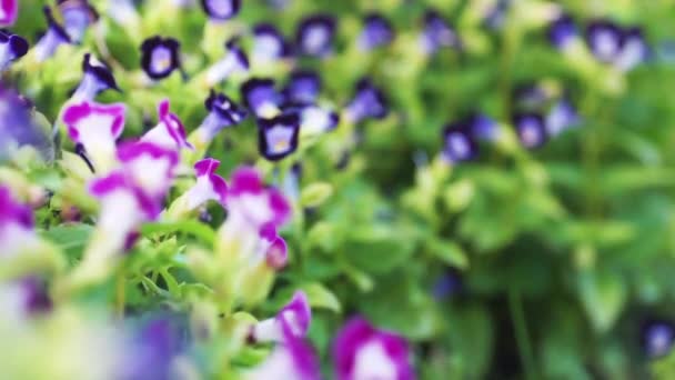 Shift Blur Focus Close Macro Shot Purple Flower Pink Flower — Stock Video