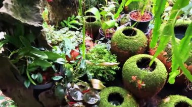 Beautiful Moss and Fern plant growing on the earthen pottery jar in tropical garden. Decorative earthen jar with green moss patterns 