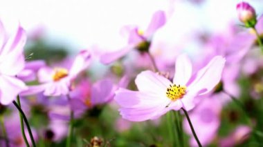 Close up of pink cosmos flowers are fluttering by wind at nature field. Colorful Pink Cosmos flower 