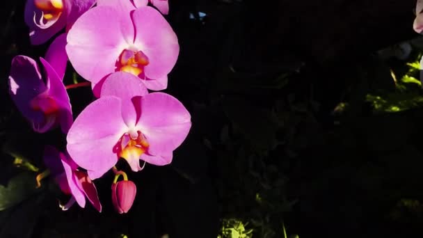 Beautiful Floral Motion Background Pink Orchid Flowers Blooming Garden Close — Video Stock