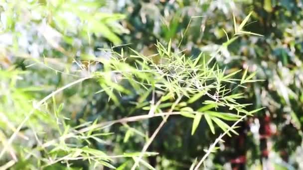 Motion Green Bamboo Leaves Wind Use Natural Background Bamboos Green — ストック動画