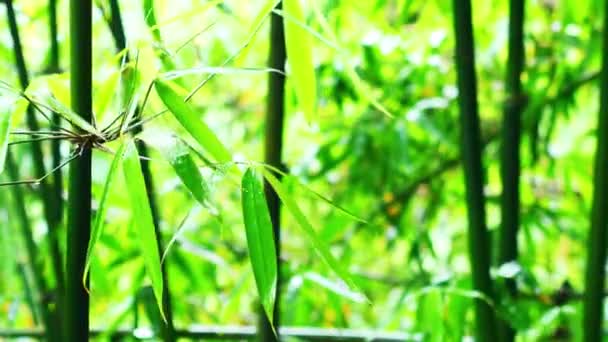 Движение Бамбука Листья После Дождя Использовании Ветра Качестве Естественного Фона — стоковое видео