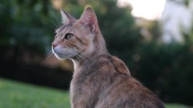 Kedi arıyor, sokak kedisi etrafına bakıyor, ağır çekim.