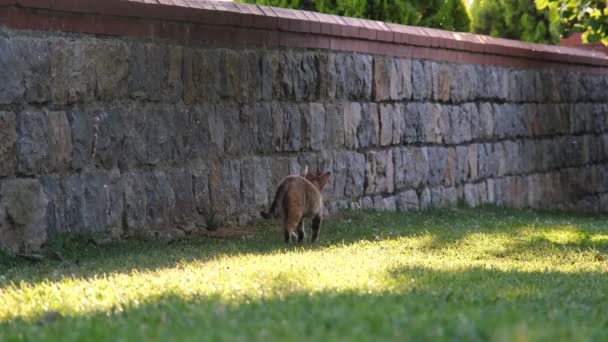 Gato saltando, gato callejero saltando en la pared, cámara lenta — Vídeo de stock