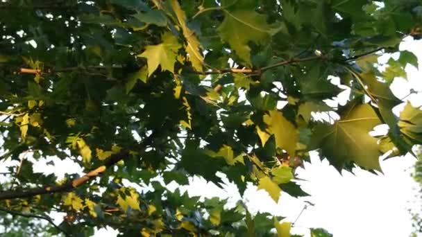 Hojas de árbol, hojas de roble, tiro a mano — Vídeos de Stock