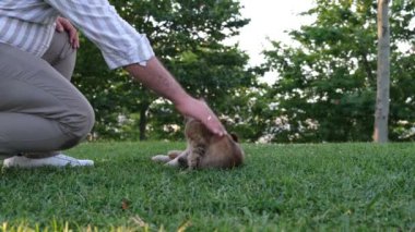 Kedi sever, adam otların üzerinde başıboş kedileri sever.