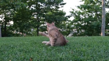 Kedi kaşınıyor, kedi kendini yalıyor ve kaşınıyor, çimlerin üzerinde.