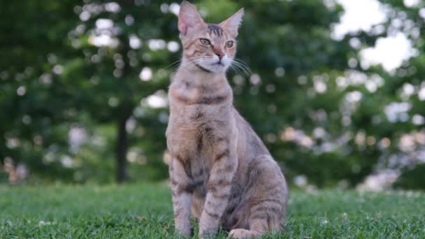 Park Cat, bezpański kot rozglądający się po parku — Wideo stockowe