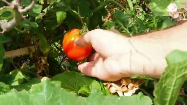 Picking tomato, man picking tomatoes from the branch — Stock Video