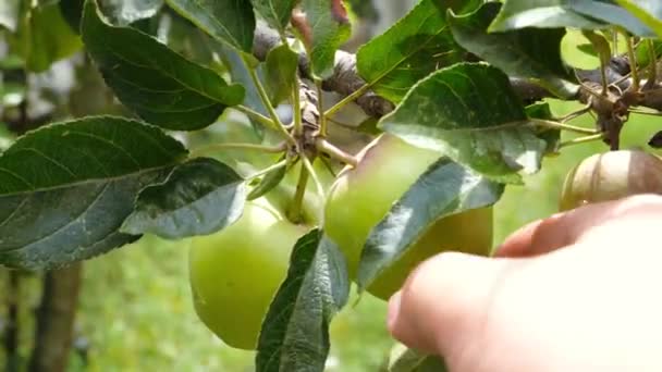 Зеленый сбор яблок, человек собирает яблоко на ветке во фруктовом саду — стоковое видео