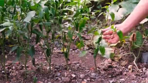 Tuin peper, man plukt rode tuin paprika 's. — Stockvideo