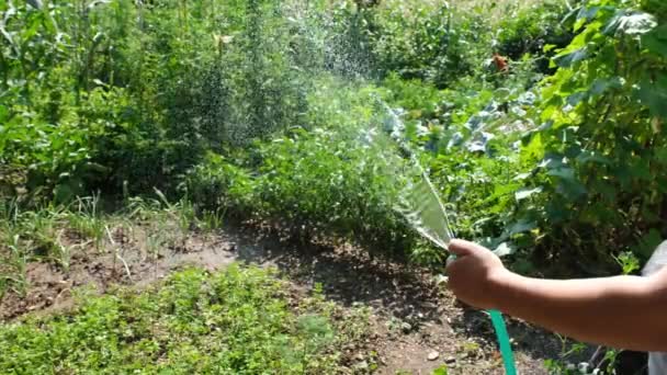 Garten gießen, Mann bewässert Garten mit Schlauch — Stockvideo