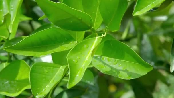 Hojas balanceándose, hojas verdes balanceándose en el viento — Vídeos de Stock