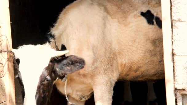 Koe in de schuur, een zwart-witte koe eet in de schuur — Stockvideo