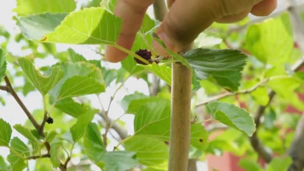 Pick mulberry, man picking mulberry on brach — Stock Video