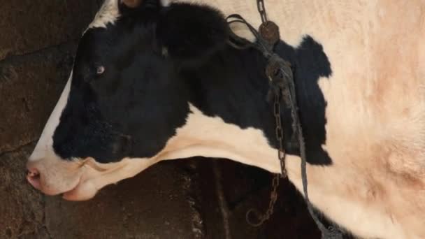 Przeżuwacze, przeżuwacze czarno-białe krowy, w stodole — Wideo stockowe