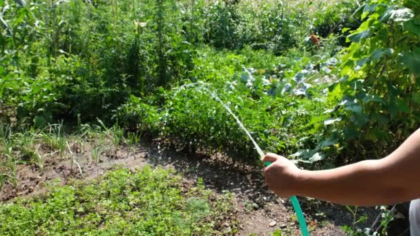 Gartenbewässerung, Mann gießt Garten mit Schlauch — Stockvideo