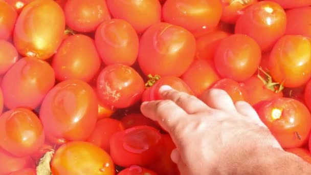 Tomatoes, man takes one of the washed tomatoes — Stock Video