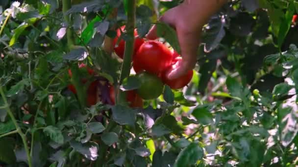 Zbioru pomidorów, człowiek zbiera pomidory w ogrodzie — Wideo stockowe